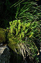 BUITEN BEELD Foto: 448272