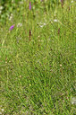 BUITEN BEELD Foto: 448280