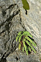 BUITEN BEELD Foto: 448290