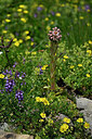 BUITEN BEELD Foto: 448301