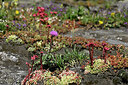 BUITEN BEELD Foto: 448317
