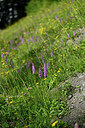 BUITEN BEELD Foto: 448330