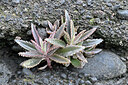 BUITEN BEELD Foto: 448346