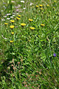 BUITEN BEELD Foto: 448356