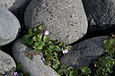 BUITEN BEELD Foto: 448359