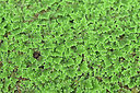 BUITEN BEELD Foto: 448360