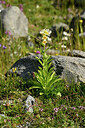 BUITEN BEELD Foto: 448370