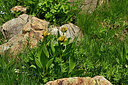 BUITEN BEELD Foto: 448397