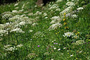 BUITEN BEELD Foto: 448408