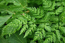 BUITEN BEELD Foto: 448414