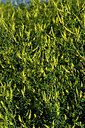 BUITEN BEELD Foto: 448415