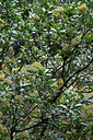 BUITEN BEELD Foto: 448416