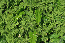 BUITEN BEELD Foto: 448419