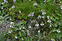 BUITEN BEELD Foto: 448440