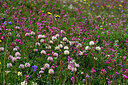 BUITEN BEELD Foto: 448458