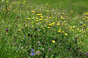 BUITEN BEELD Foto: 448466