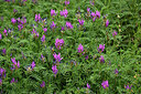 BUITEN BEELD Foto: 448467