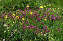 BUITEN BEELD Foto: 448480