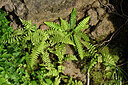 BUITEN BEELD Foto: 448496