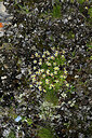 BUITEN BEELD Foto: 448498