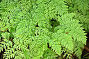 BUITEN BEELD Foto: 448501