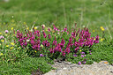 BUITEN BEELD Foto: 448507