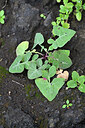 BUITEN BEELD Foto: 448513