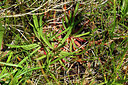BUITEN BEELD Foto: 448514