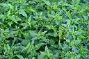 BUITEN BEELD Foto: 448522