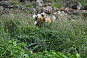 BUITEN BEELD Foto: 448538
