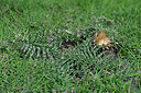 BUITEN BEELD Foto: 448553