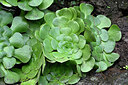 BUITEN BEELD Foto: 448560
