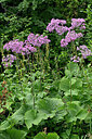 BUITEN BEELD Foto: 448565