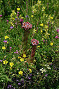 BUITEN BEELD Foto: 448571