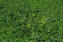 BUITEN BEELD Foto: 448574