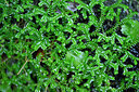 BUITEN BEELD Foto: 448582