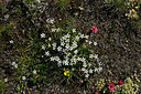 BUITEN BEELD Foto: 448584