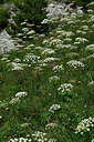 BUITEN BEELD Foto: 448593