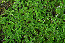 BUITEN BEELD Foto: 448608