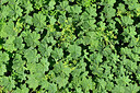 BUITEN BEELD Foto: 448628