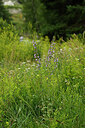 BUITEN BEELD Foto: 448629
