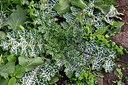 BUITEN BEELD Foto: 448630