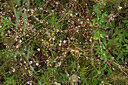 BUITEN BEELD Foto: 448666