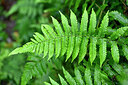 BUITEN BEELD Foto: 448672