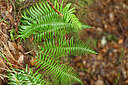 BUITEN BEELD Foto: 448676