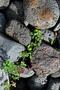 BUITEN BEELD Foto: 448683