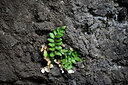 BUITEN BEELD Foto: 448684
