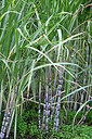 BUITEN BEELD Foto: 448701