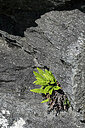 BUITEN BEELD Foto: 448704