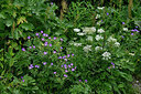 BUITEN BEELD Foto: 448707